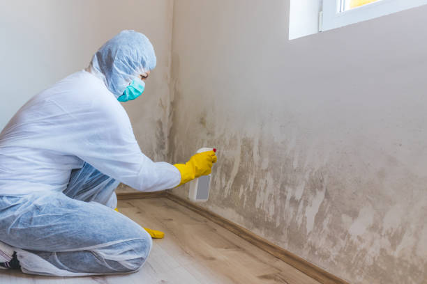 Licensed Basement Mold Removal service in Hamilton, MI - WQB Mold Removal