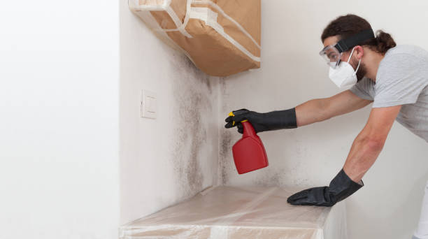 Professional Basement Mold Removal technician working in Hamilton, MI