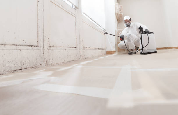 24/7 Emergency Basement Mold Removal experts in Hamilton, MI