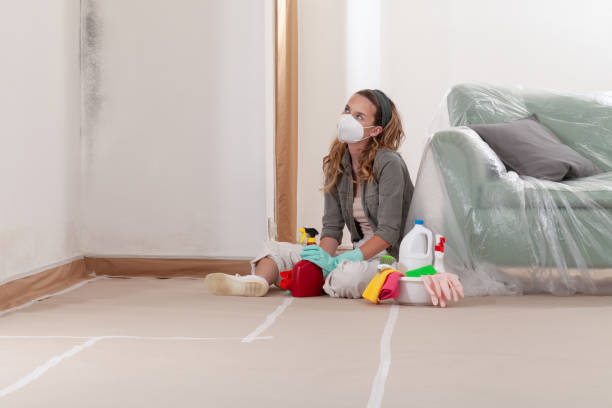 Reliable Basement Mold Removal contractor in Hamilton, MI by WQB Mold Removal