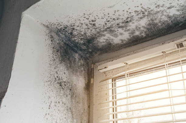 Affordable Basement Mold Removal solutions in Hamilton, MI